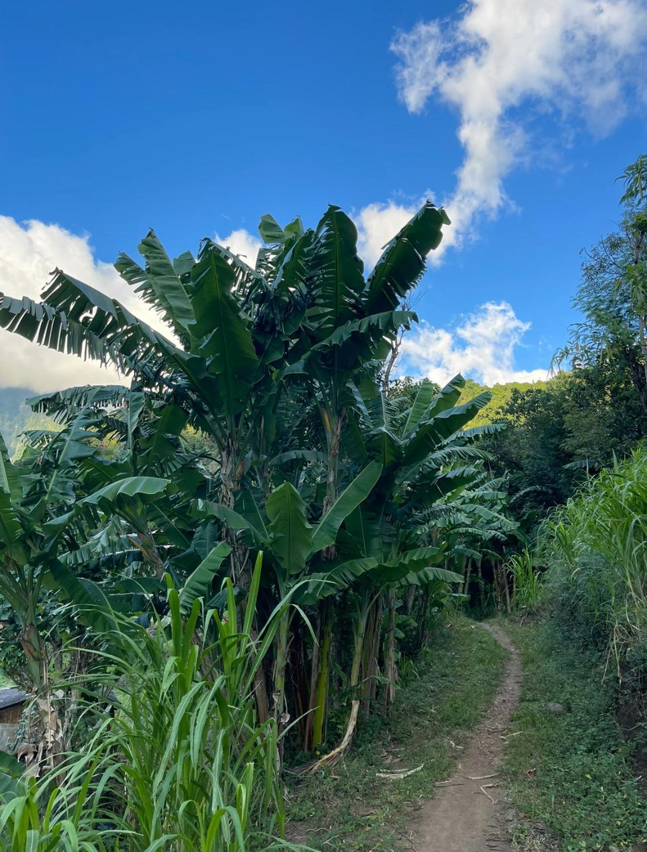 Tropical Habitat Bali Villa Amed Eksteriør billede